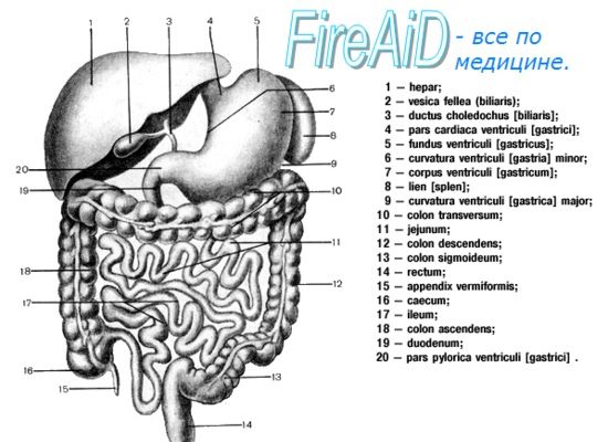 OSTIUM CARDIACUM ПЕРЕВОД