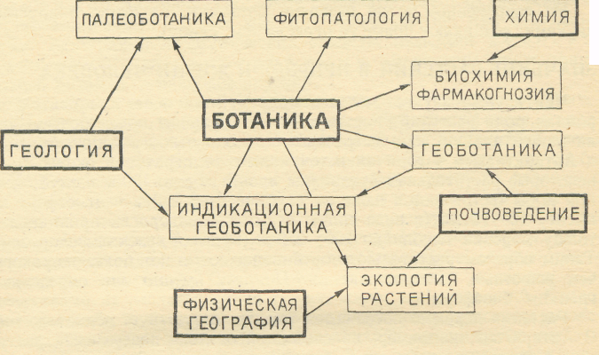 СВЯЗЬ БОТАНИКИ С ДРУГИМИ НАУКАМИ ЗООЛОГИЕЙ МИКРОБИОЛОГИЕЙ ФИТОПАТОЛОГИЕЙ МЕДИЦИНОЙ